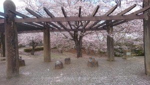 桜の絨毯１