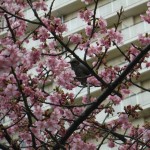 千葉市緑区役所前河津桜のメジロ