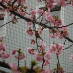 千葉市緑区役所前河津桜のヒヨドリ