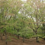 おゆみ野さくら公園の新緑2017