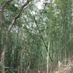 おゆみ野有吉公園の竹林