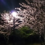 おゆみ野さくら公園の夜桜2017